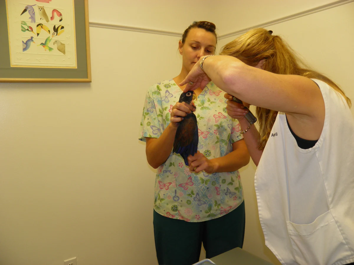 Avian & Exotic Veterinary Services Avian & Exotic Veterinary Services