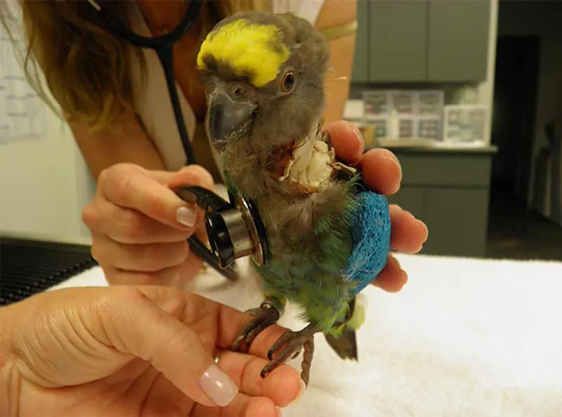 About Avian & Exotic Clinic of Palm City About Avian & Exotic Clinic of Palm City