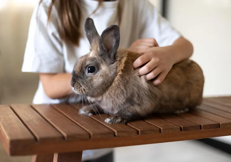 Animal Chiropractic Care for Exotic Pets