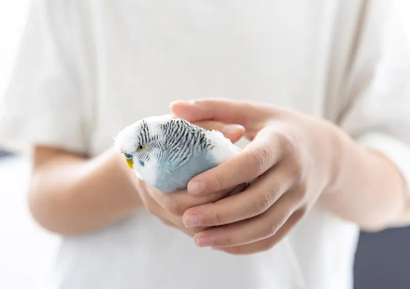 Benefits for Avian Patients