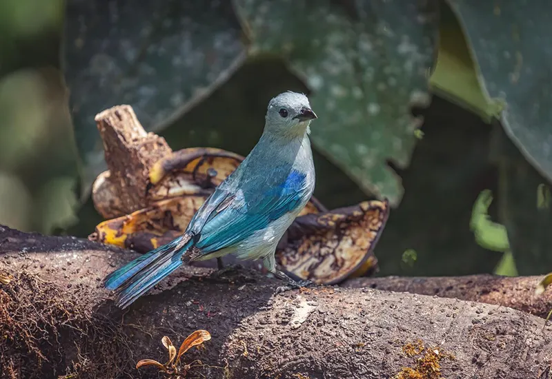 BenefiSupportive Care for Other Exotic Speciests for Avian Patients