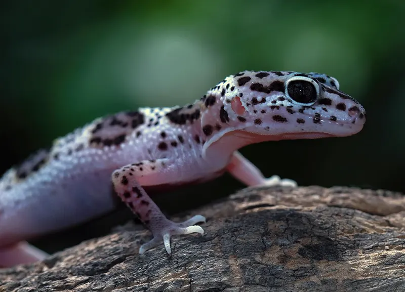 How Chiropractic Care Supports Exotic Animals