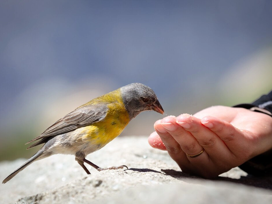 Signs Your Bird May Need Emergency Care Signs Your Bird May Need Emergency Care