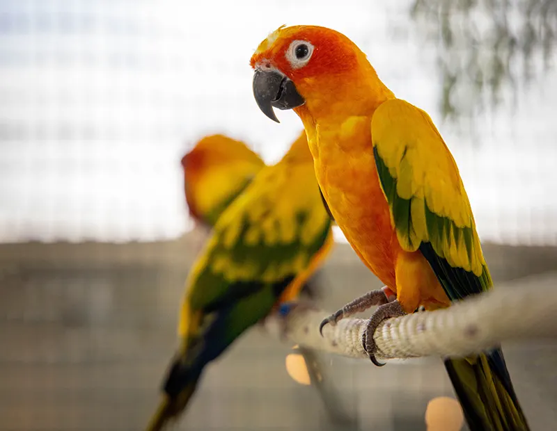 Specialized Care for Avian Patients Specialized Care for Avian Patients