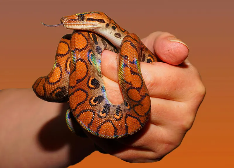 Boarding for Reptiles & Small Exotic Mammals Boarding for Reptiles & Small Exotic Mammals