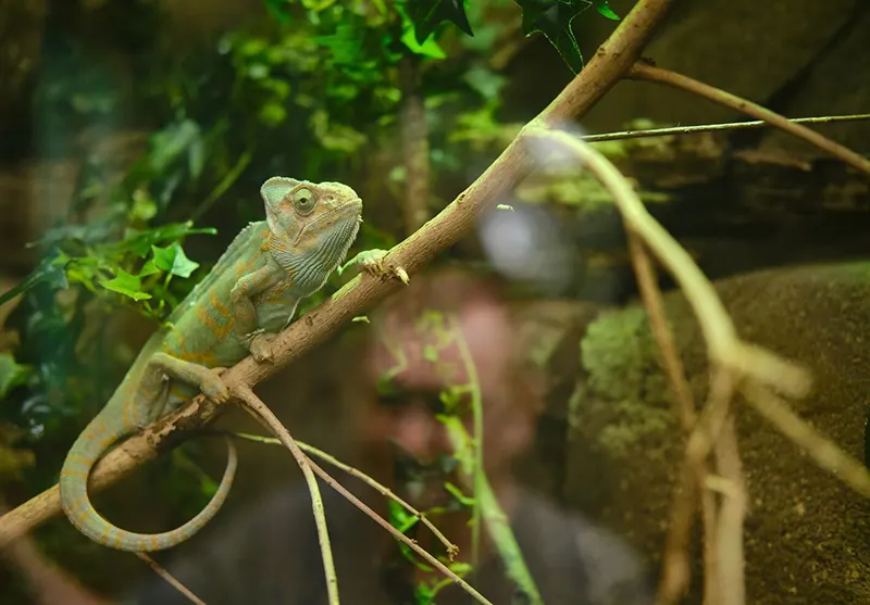 Veterinary-Supervised Boarding Veterinary-Supervised Boarding