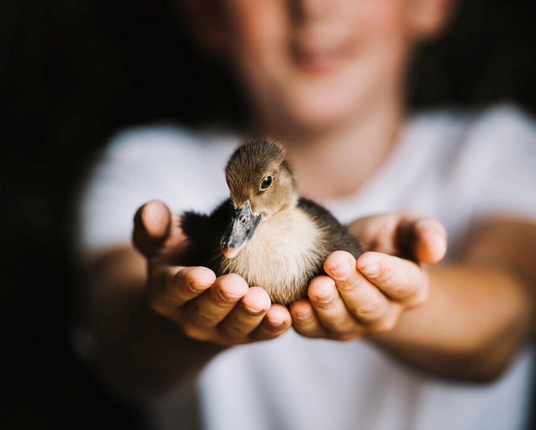 Ultrasound in Avian Patients
