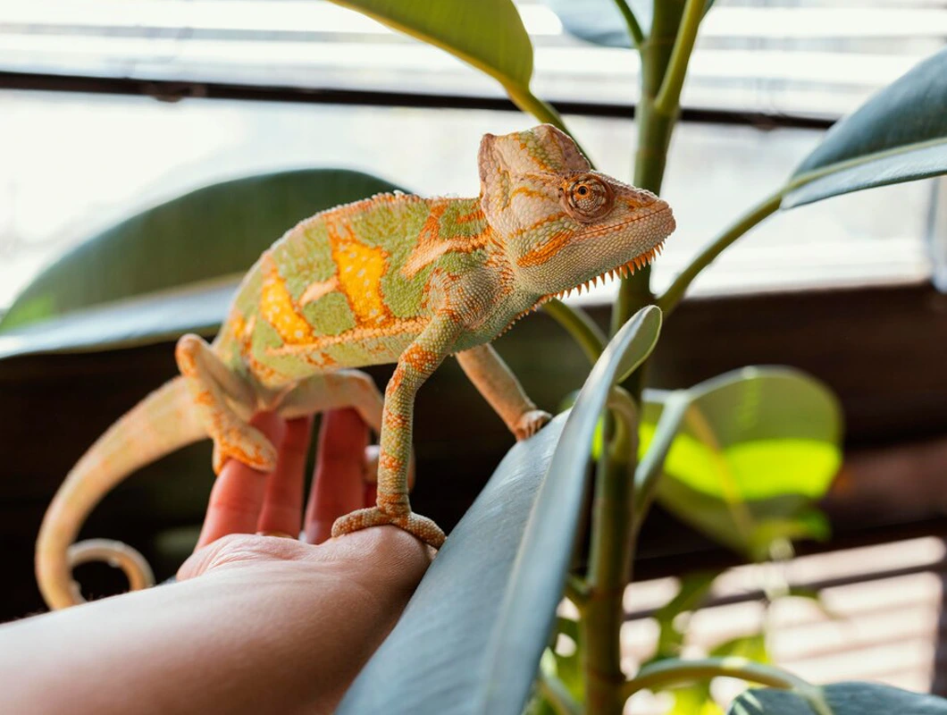 Surgical Care for Reptiles & Small Mammals