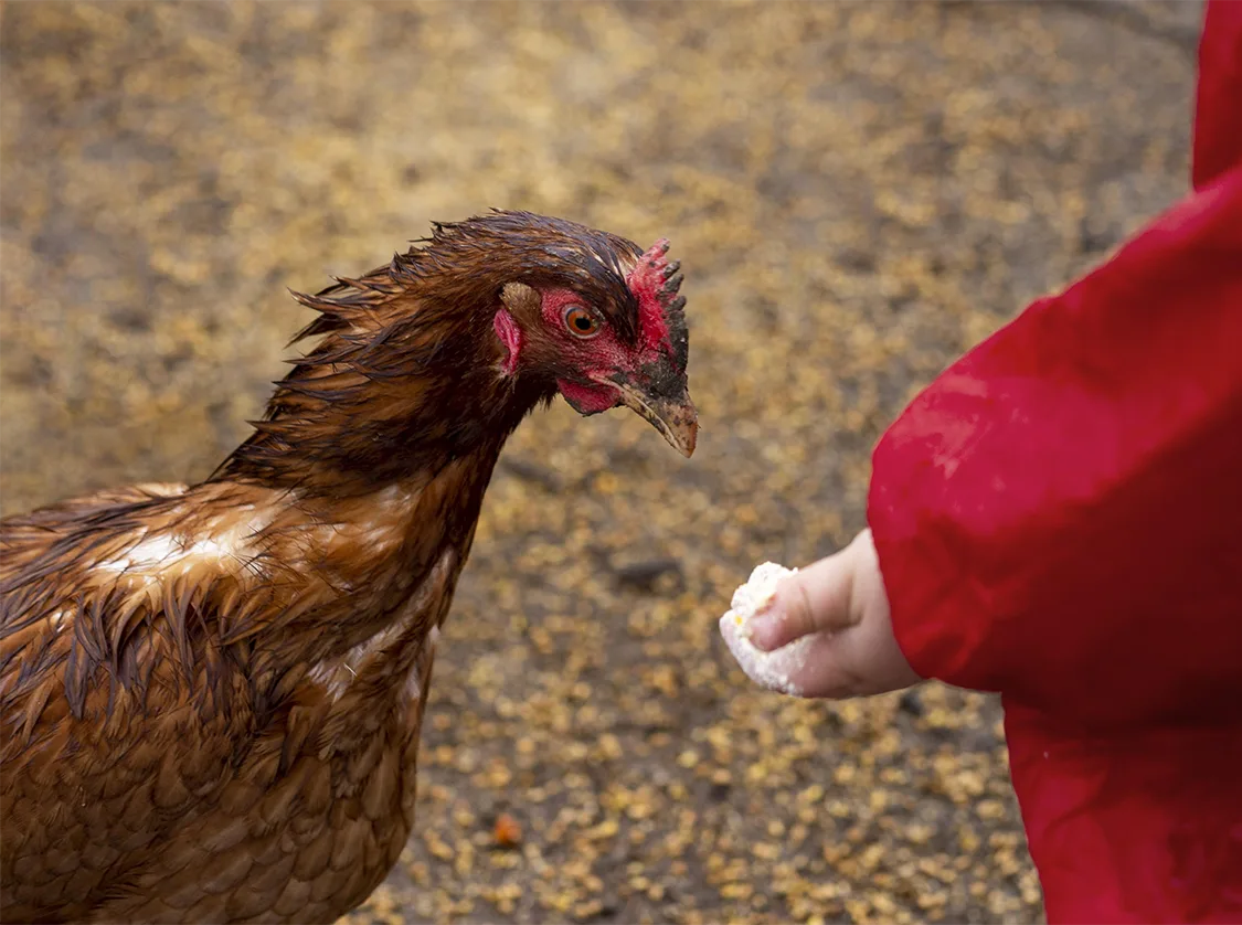 Important Considerations in Avian & Exotic Vaccination Important Considerations in Avian & Exotic Vaccination