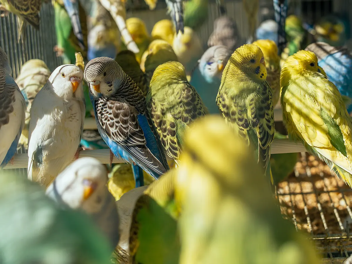 Why Routine Exams Are Critical for Birds