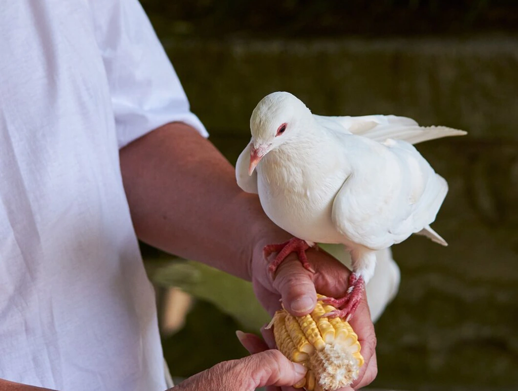 Specialized Applications in Avian Patients