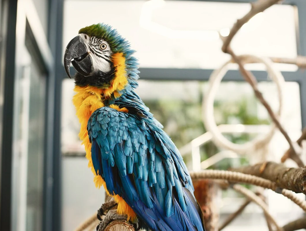 Endoscopy For Birds & Exotic Pets
