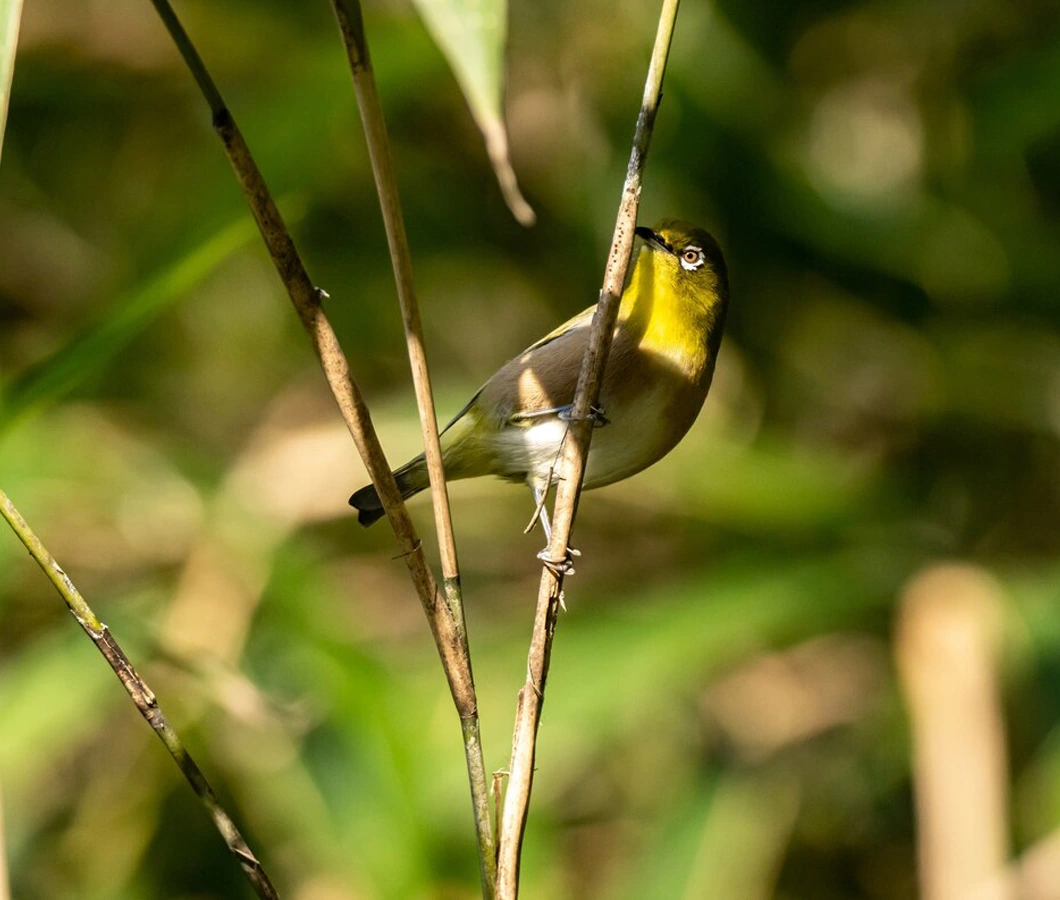 Bird Icon When Is Ultrasound Recommended For Exotic Species?
