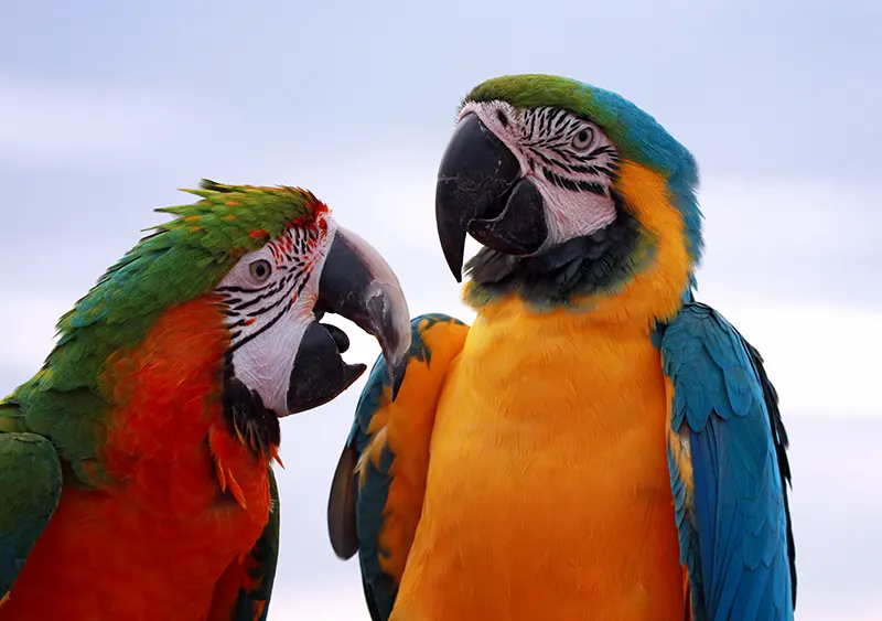 Specialized Considerations for Birds