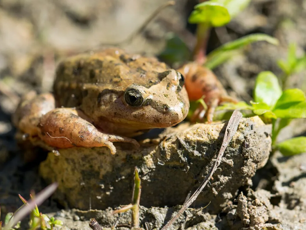 Applications for Reptiles & Small Mammals Applications for Reptiles & Small Mammals