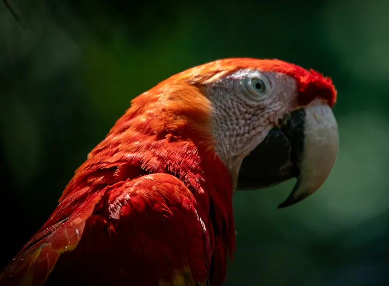 Is Microchipping Safe for Birds and Exotics?