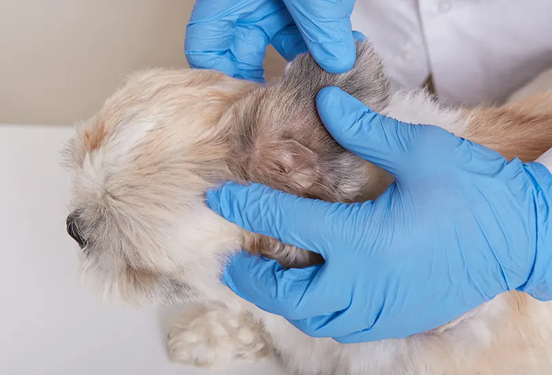 How Microchipping Works