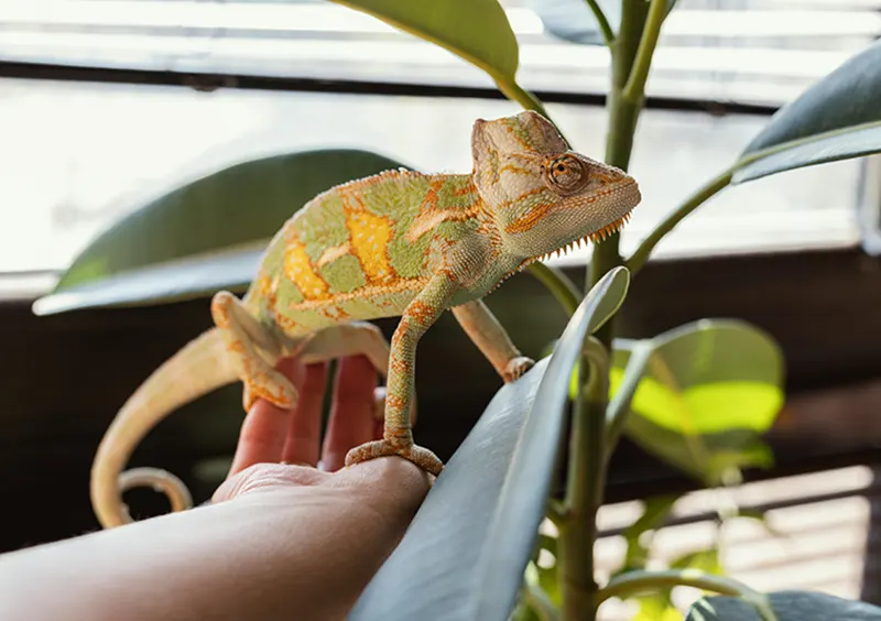 Why Microchipping Is Important for Exotic Species