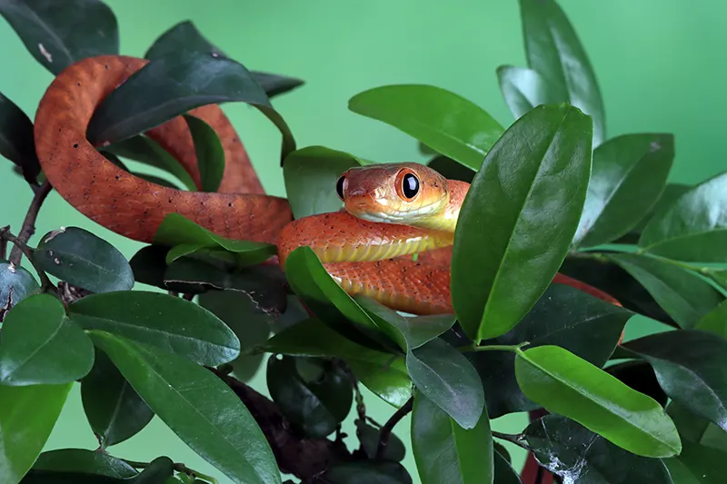 Microchipping for Birds & Exotic Pets