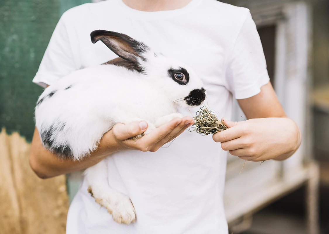 Preventative Care For Small Exotic Mammals