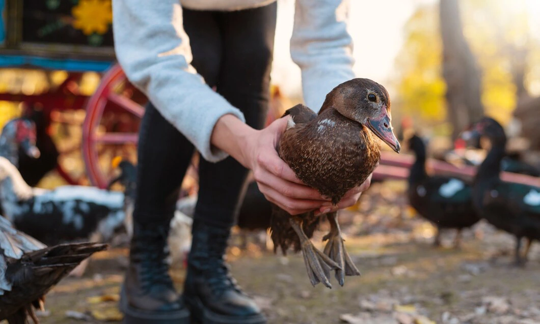 24-Hour Emergency Avian Care 24-Hour Emergency Avian Care