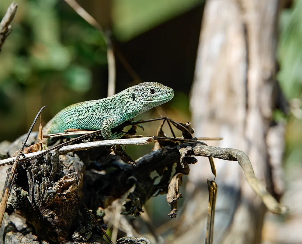 Wellness Monitoring For Reptiles