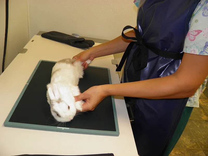 Why Exotic Pets Require Specialized Veterinary Care Why Exotic Pets Require Specialized Veterinary Care