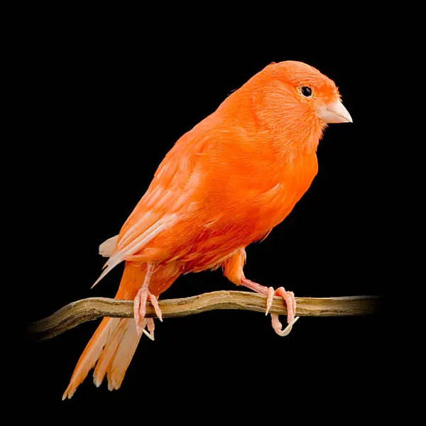 Passerines - Finches, Canaries