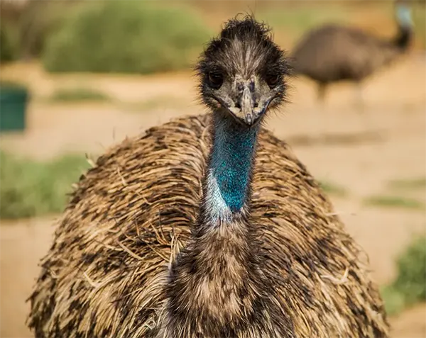 Emus