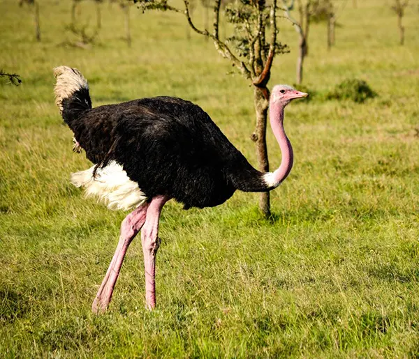 Ostriches