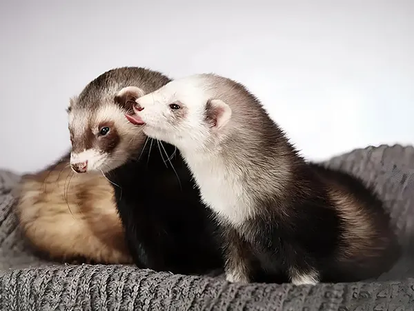 Ferrets