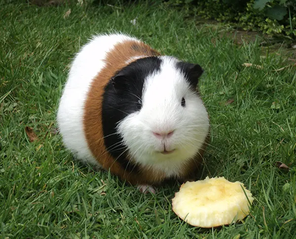 Guinea pigs