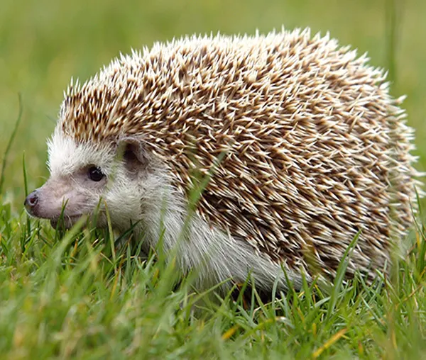 Hedgehogs