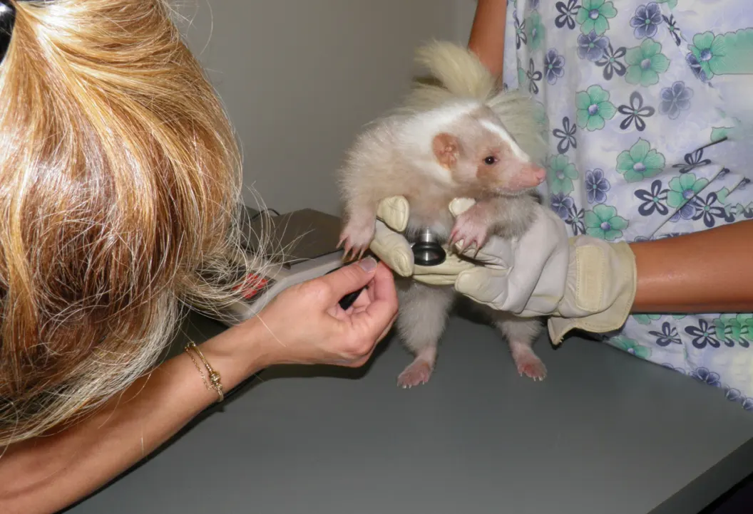 Advanced Care for Avian & Exotic Species