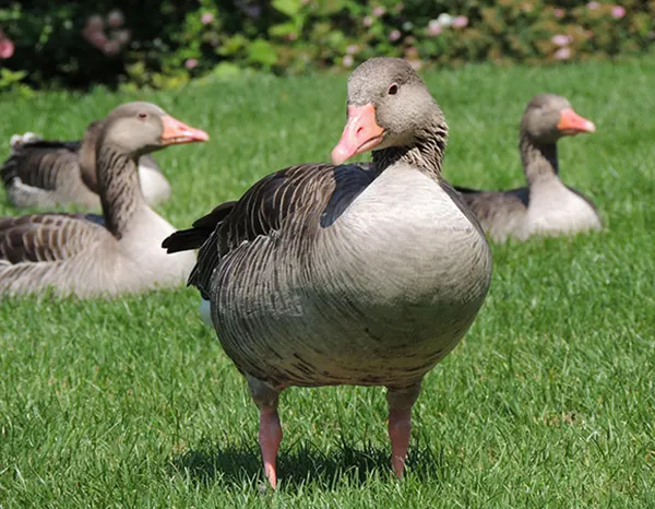 Geese