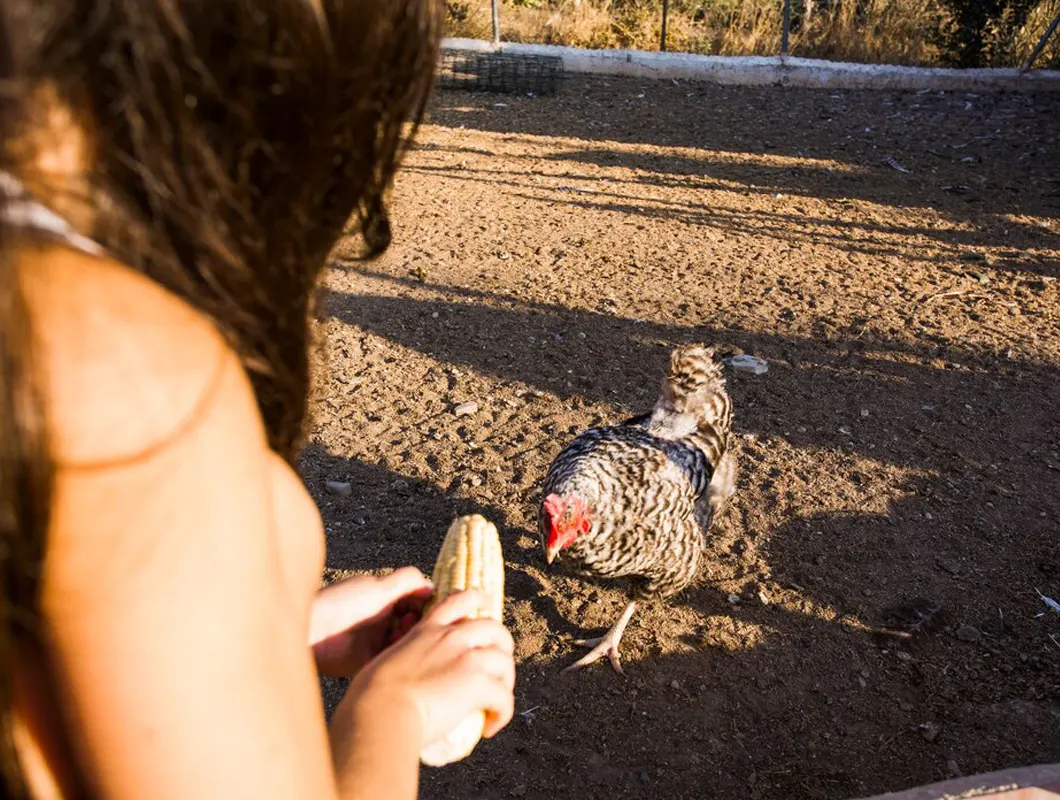 Cardiac Evaluation in Avian Patients Cardiac Evaluation in Avian Patients